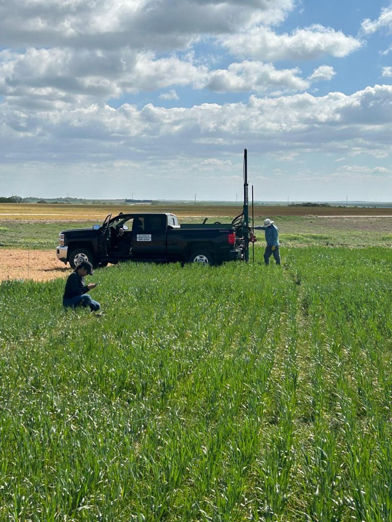 Wheat plots in late-season senescence at Kansas field site