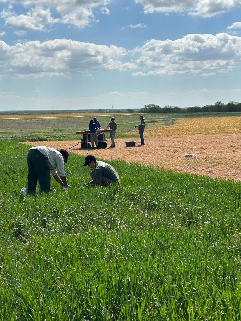 Soil organic matter sampling under no-till management