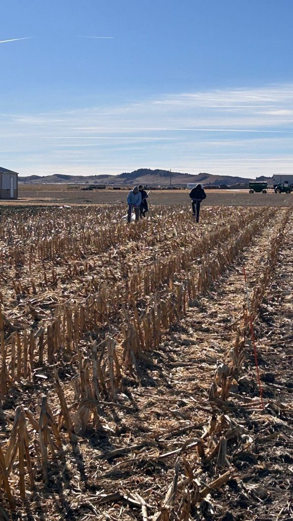 Irrigation pivot crossing a large-plot corn-soybean trial