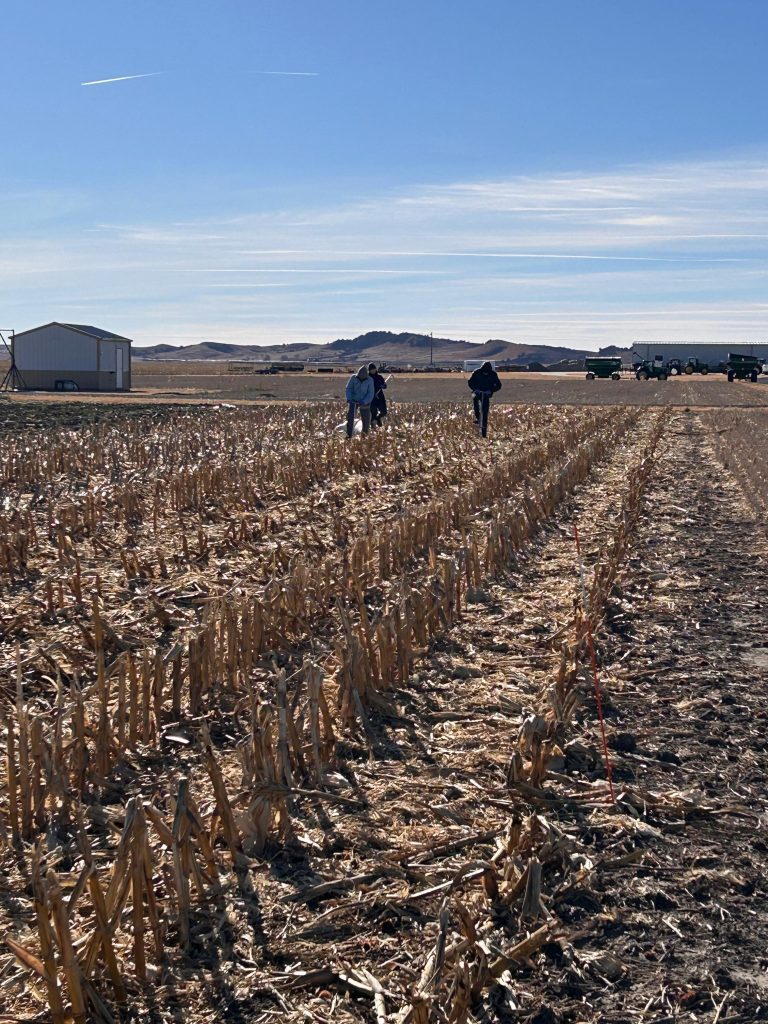 Winter field overview showing residue management across WCS-FARM plots